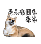 毎日使える、柴犬こはるのスタンプ 2（個別スタンプ：27）