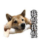 毎日使える、柴犬こはるのスタンプ 2（個別スタンプ：28）