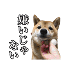 毎日使える、柴犬こはるのスタンプ 2（個別スタンプ：29）