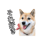 毎日使える、柴犬こはるのスタンプ 2（個別スタンプ：30）