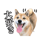 毎日使える、柴犬こはるのスタンプ 2（個別スタンプ：31）