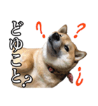 毎日使える、柴犬こはるのスタンプ 2（個別スタンプ：32）