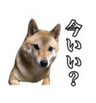 毎日使える、柴犬こはるのスタンプ 2（個別スタンプ：34）