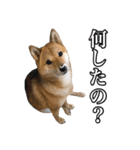 毎日使える、柴犬こはるのスタンプ 2（個別スタンプ：35）