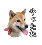 毎日使える、柴犬こはるのスタンプ 2（個別スタンプ：36）