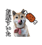 毎日使える、柴犬こはるのスタンプ 2（個別スタンプ：37）