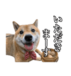 毎日使える、柴犬こはるのスタンプ 2（個別スタンプ：39）