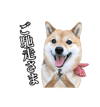 毎日使える、柴犬こはるのスタンプ 2（個別スタンプ：40）