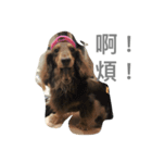 Candy-Dog（個別スタンプ：3）
