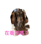 Candy-Dog（個別スタンプ：5）
