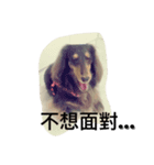 Candy-Dog（個別スタンプ：6）