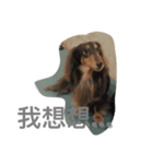 Candy-Dog（個別スタンプ：7）