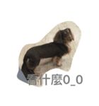 Candy-Dog（個別スタンプ：8）