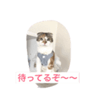 Poko chan Stanp（個別スタンプ：1）