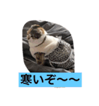 Poko chan Stanp（個別スタンプ：2）