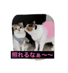 Poko chan Stanp（個別スタンプ：3）