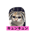 Poko chan Stanp（個別スタンプ：4）