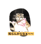 Poko chan Stanp（個別スタンプ：5）