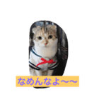 Poko chan Stanp（個別スタンプ：6）