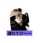 Poko chan Stanp（個別スタンプ：9）
