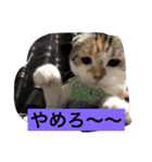 Poko chan Stanp（個別スタンプ：11）
