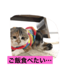 Poko chan Stanp（個別スタンプ：13）