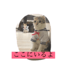 Poko chan Stanp（個別スタンプ：15）