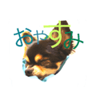 チワワ犬 チョコ（個別スタンプ：1）