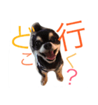 チワワ犬 チョコ（個別スタンプ：2）