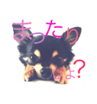 チワワ犬 チョコ（個別スタンプ：3）