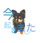 チワワ犬 チョコ（個別スタンプ：4）