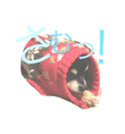 チワワ犬 チョコ（個別スタンプ：5）