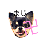 チワワ犬 チョコ（個別スタンプ：6）