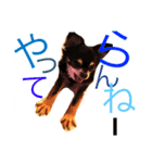 チワワ犬 チョコ（個別スタンプ：7）