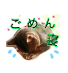 名古屋育ちのベンガル＆日本猫（個別スタンプ：1）