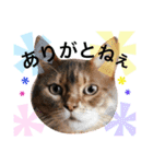 名古屋育ちのベンガル＆日本猫（個別スタンプ：3）