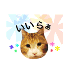 名古屋育ちのベンガル＆日本猫（個別スタンプ：5）