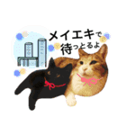 名古屋育ちのベンガル＆日本猫（個別スタンプ：7）