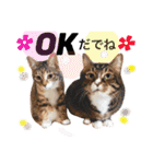 名古屋育ちのベンガル＆日本猫（個別スタンプ：8）