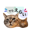名古屋育ちのベンガル＆日本猫（個別スタンプ：9）