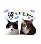 名古屋育ちのベンガル＆日本猫（個別スタンプ：10）