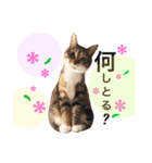 名古屋育ちのベンガル＆日本猫（個別スタンプ：11）
