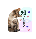 名古屋育ちのベンガル＆日本猫（個別スタンプ：12）