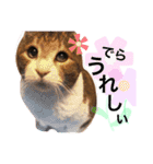 名古屋育ちのベンガル＆日本猫（個別スタンプ：14）
