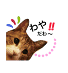 名古屋育ちのベンガル＆日本猫（個別スタンプ：15）