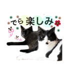 名古屋育ちのベンガル＆日本猫（個別スタンプ：16）
