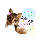 名古屋育ちのベンガル＆日本猫（個別スタンプ：17）