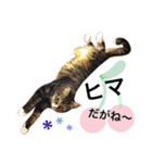 名古屋育ちのベンガル＆日本猫（個別スタンプ：19）