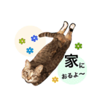 名古屋育ちのベンガル＆日本猫（個別スタンプ：20）