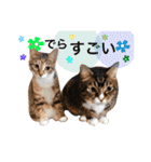 名古屋育ちのベンガル＆日本猫（個別スタンプ：21）